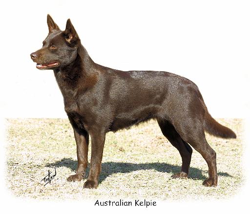 Australian Kelpie 9P21D-247_2.jpg